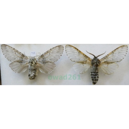 Cerura vinula (Linnaeus, 1758) pair Widłogonka siwica Czech71f